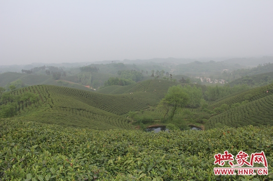 茶山美景