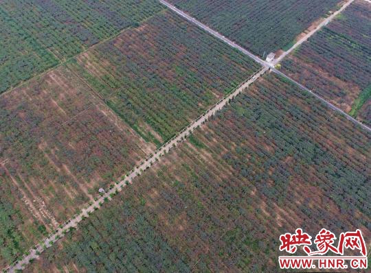 西峽萬畝獼猴桃基地豐收在望 俯瞰農(nóng)田縱橫有致