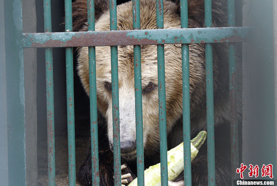 6月19日，河南鄭州，新密市動物園咬死飼養(yǎng)員的肇事棕熊被暫押在鄭州動物園內(nèi)，該熊“臥室”周圍被三重鋼