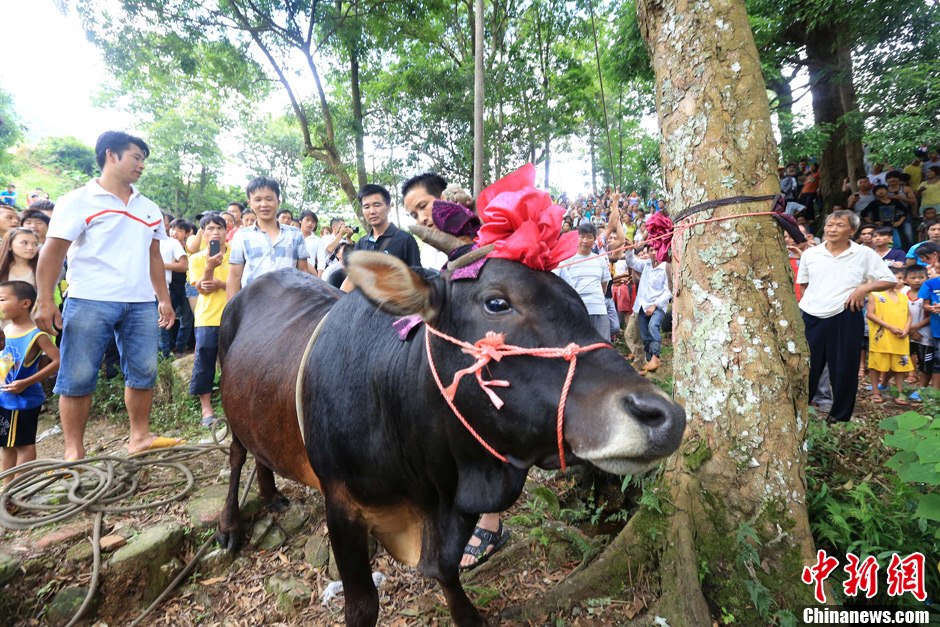 圖為村民給一頭黃牛頭戴上紅花準備進行“牽牛上樹”儀式。 譚凱興 攝