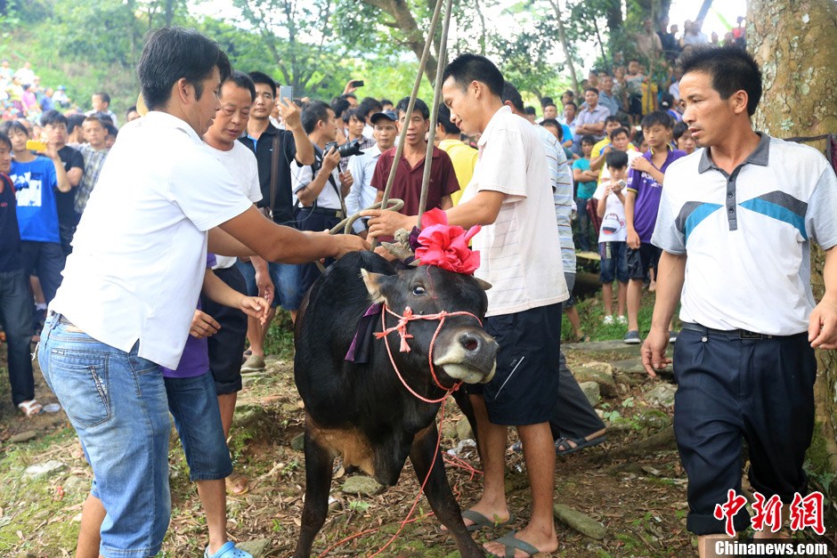 村民給黃牛套上繩索，準備進行儀式。 譚凱興 攝