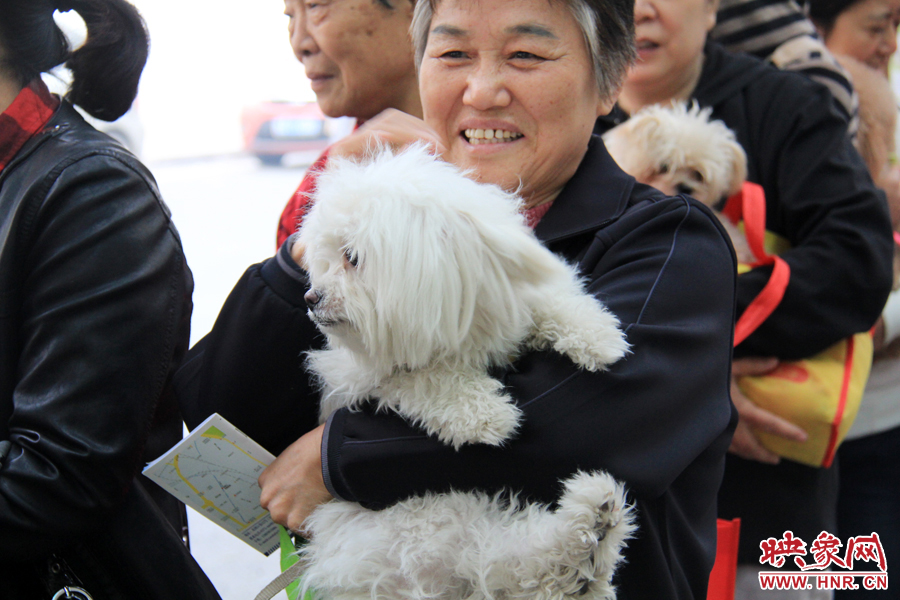 一只可愛(ài)的中華田園犬