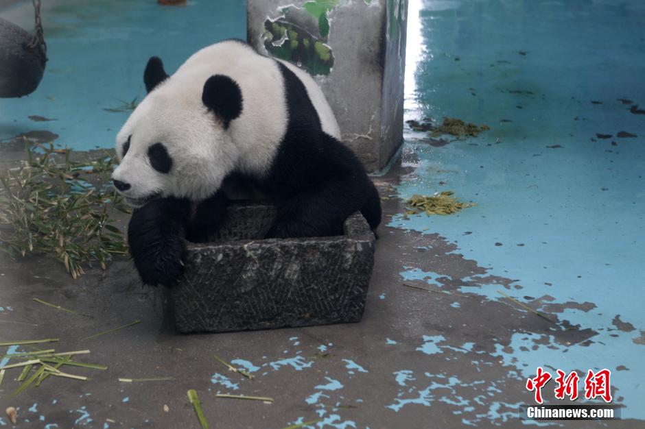 3月17日，河南鄭州動(dòng)物園內(nèi)的大熊貓“龍昇”。