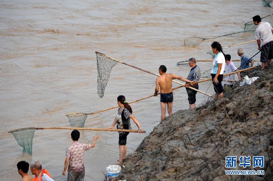 7月6日,在山西省平陸縣黃河岸邊,人們?cè)诤舆叢稉泣S河“流魚”。