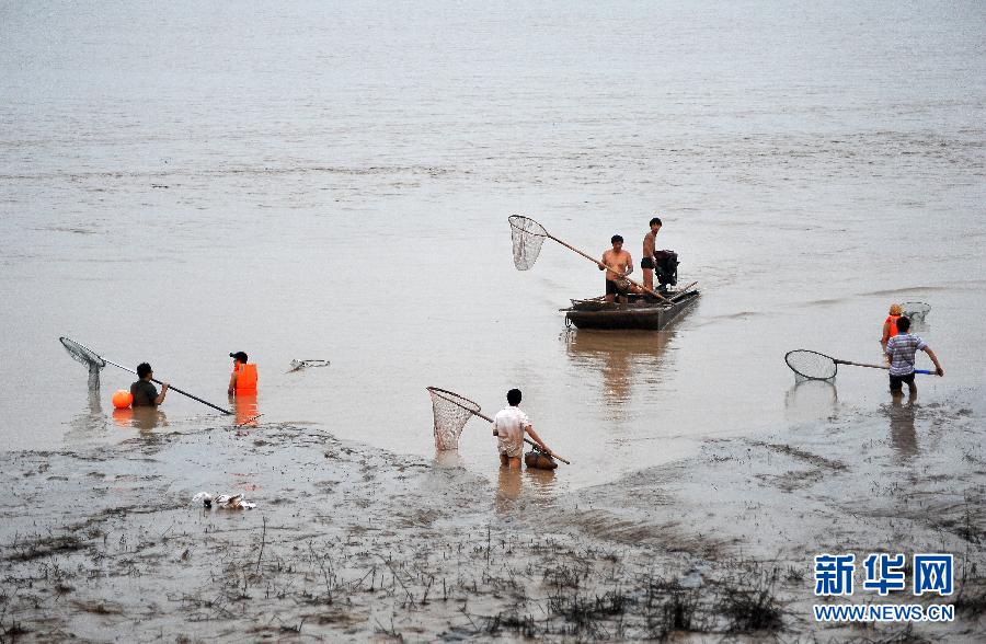 7月6日,在山西省平陸縣黃河河道內(nèi),人們?cè)诓稉泣S河“流魚”。