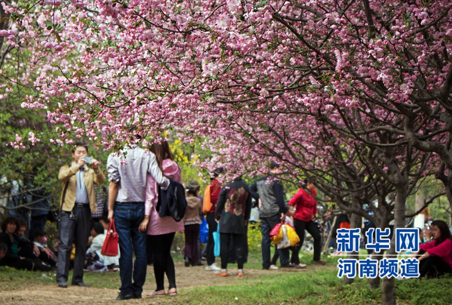 新鄭大滿園櫻花醉游人 市民學(xué)生流連忘返