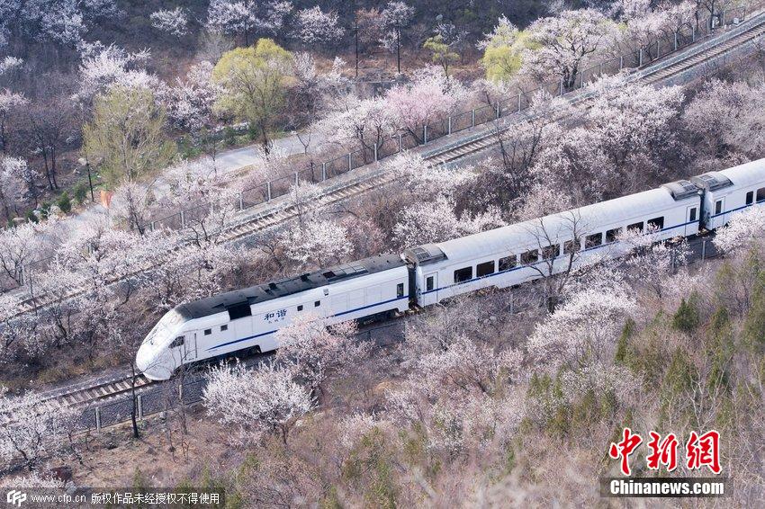 和諧號(hào)列車穿越居庸關(guān)花海 被贊開往春天的列車