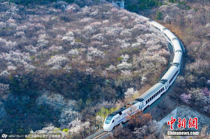 和諧號(hào)列車穿越居庸關(guān)花海 被贊開往春天的列車