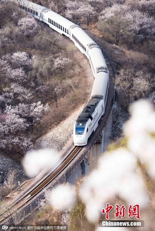 和諧號(hào)列車穿越居庸關(guān)花海 被贊開往春天的列車