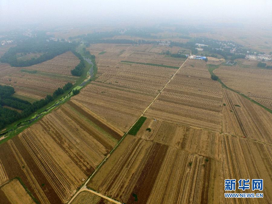 這是5月28日在河南省南陽(yáng)市唐河縣甘河灣村航拍的麥?zhǔn)宅F(xiàn)場(chǎng)。