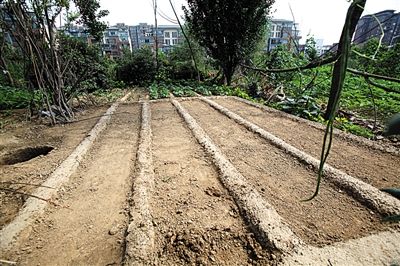 鄭州公園變菜地