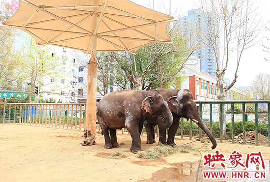 亞洲象“情侶”入住鄭州動(dòng)物園 清明小長(zhǎng)假與游客見(jiàn)面