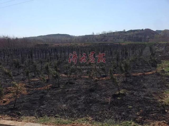 濟源一村民上墳燒紙引發(fā)火災(zāi) 種植地被燒成黑土地