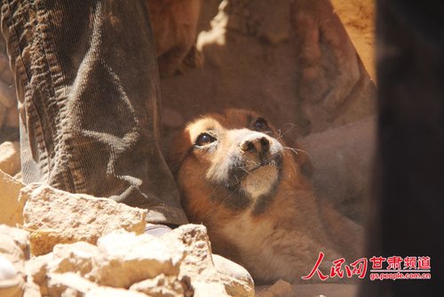 探出頭的小黃狗期待地看著救他的人。王生元/攝