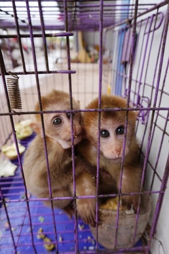 獼猴、麂子、白鷴、果子貍、豪豬、豺狗、熊、竹鼠等國家保護(hù)野生動(dòng)物或?yàn)l危物種，在此成為各路食客的盤中餐