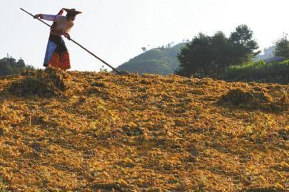 南北金銀花之爭(zhēng)花農(nóng)損失慘重 依據(jù)被質(zhì)疑