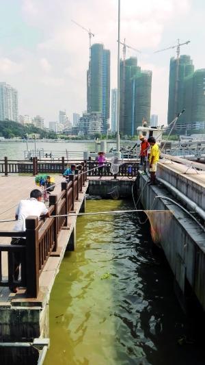 一群人正在打撈放生的龜、魚(yú)等。信息時(shí)報(bào)記者 陳文杰 攝