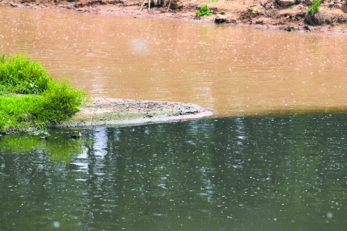 黃河水和賈魯河水涇渭分明