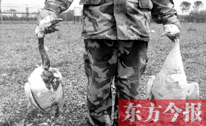 濟源一山間農(nóng)場遭襲，死傷200多只大鵝