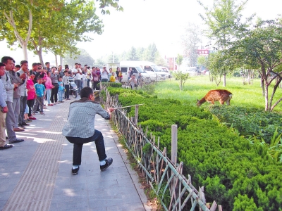 工作人員悄悄走近梅花鹿，準(zhǔn)備發(fā)射麻醉針。