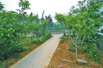 路兩邊是核桃樹，而路的盡頭救助野生鳥類的籠子，鴨子和鵝占了鵲巢