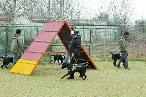 鄭州：4只導盲犬集訓 將帶著盲人跑馬拉松