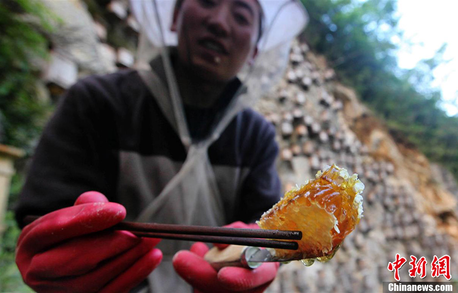 神奇神農(nóng)架“懸棺”養(yǎng)蜂