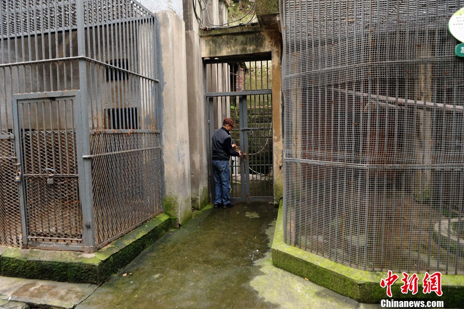 重慶動物園兩頭獅子“越獄” 已被麻醉移至籠舍