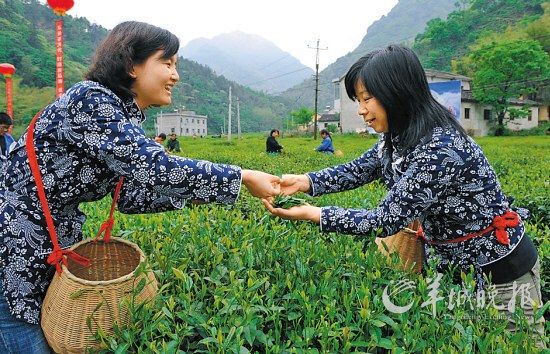 　　名茶六安瓜片原產地,游客身穿采茶女服裝在茶園體驗采摘新茶的樂趣。