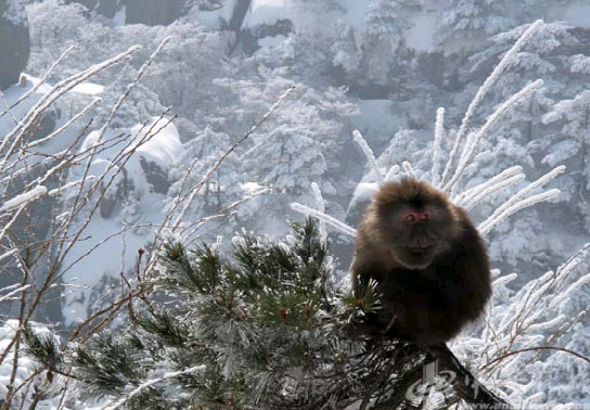 黃山景區(qū)冬季特色優(yōu)惠相約黃山之巔看雪