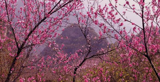 撿垃圾換玫瑰 女人節(jié) 愛在神農(nóng)山！