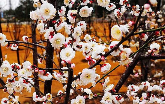 春季踏青賞花綠博園 罕見綠梅惹人愛