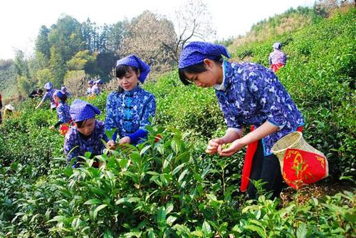 四月春茶香 尋茶訪水游煙雨江南