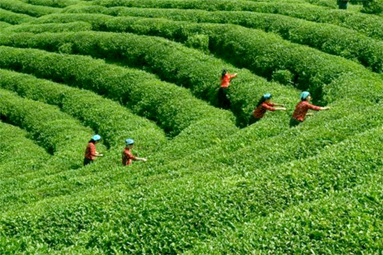 四月春茶香 尋茶訪水游煙雨江南