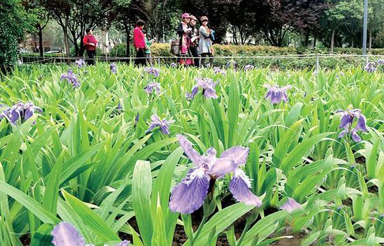 鄭州綠城廣場(chǎng)鳶尾花開 花展持續(xù)到5月10日