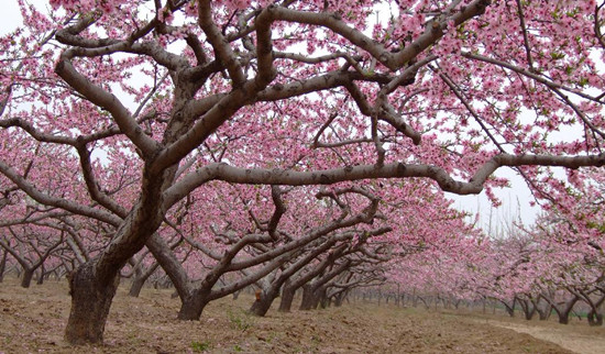 安陽內(nèi)黃萬畝桃花綻放四月天