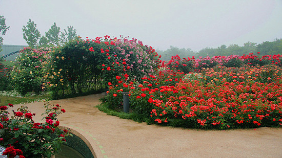 河南鄭州:第十九屆月季花展今日在月季公園開幕