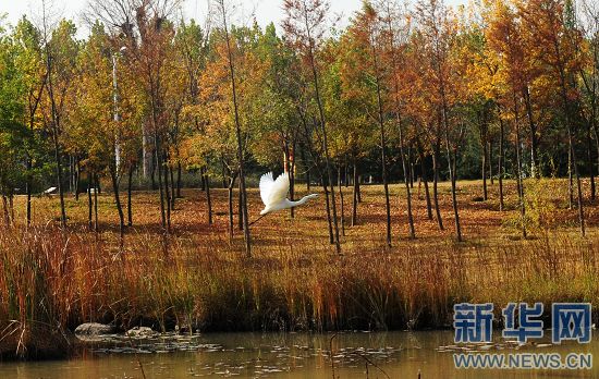 鄭州綠博園引野生黃嘴白鷺長(zhǎng)期駐足