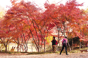 　　棲霞紅葉集體“走紅”