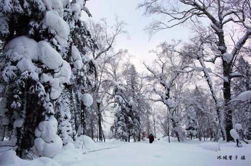 雪鄉(xiāng)的雪