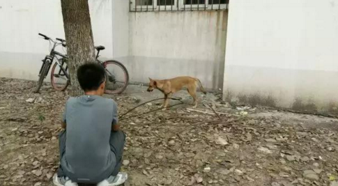 華科一流浪狗被箭射穿腹部 志愿者送其就醫(yī)