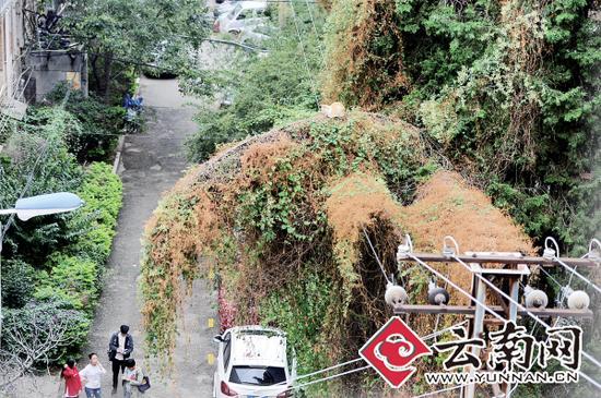 小貓蹲在一根纏滿了藤蔓的樹枝上。