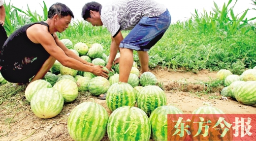 小晨晨的爺爺用鑰匙在西瓜上刻上了“感謝東方今報(bào)”六個(gè)大字