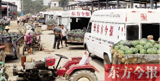 昨日，東方今報與河南福壽園聯(lián)合購瓜，只有更多的市民和企業(yè)加入購瓜行動，瓜農(nóng)們才能早日回家