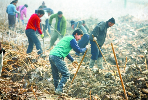 范縣村民冒著嚴(yán)寒收獲蓮藕