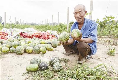 種的是“三白瓜”，長(zhǎng)出來(lái)的瓜非常雜，其中最多的是本地甜面瓜，俗稱“一窩猴”