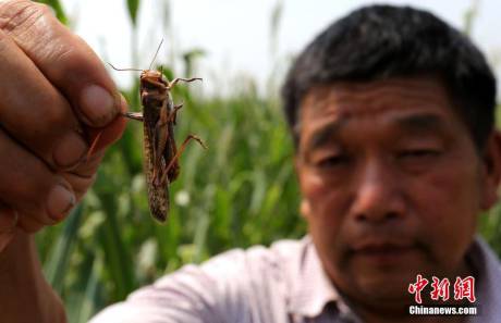 河南大量蝗蟲(chóng)蠶食玉米