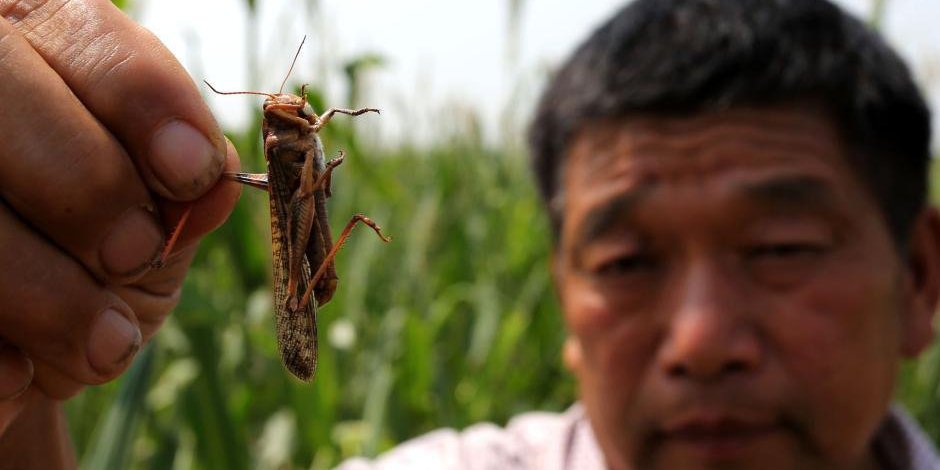 河南大量蝗蟲(chóng)蠶食玉米