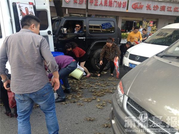 兩車刮擦致螃蟹鱷魚滿地爬 被路人搶光