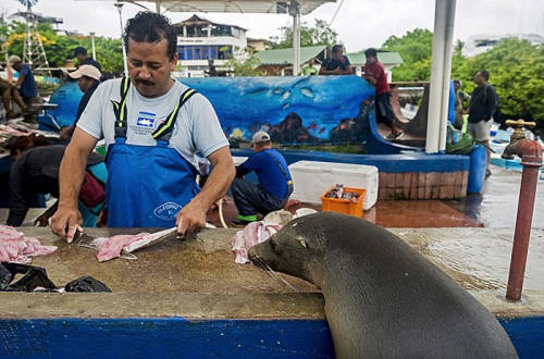 海獅變魚攤常客 排隊(duì)“購買”金槍魚